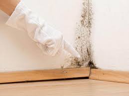 Why You Should Choose Our Mold Remediation Services in Dawson, GA